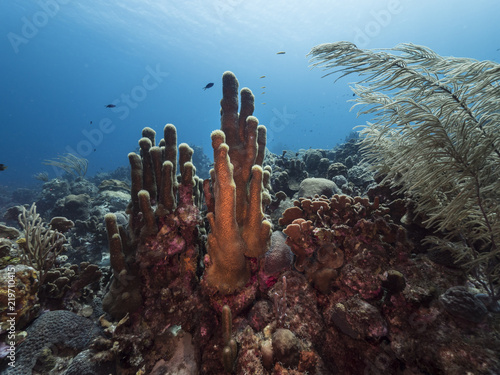 Seascape of coral reef / Caribbean Sea / Curacao with pillar coral, various hard and soft corals, sponges and sea fan