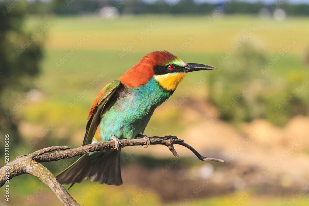 Obraz premium exotic colored bird sings sitting on a branch
