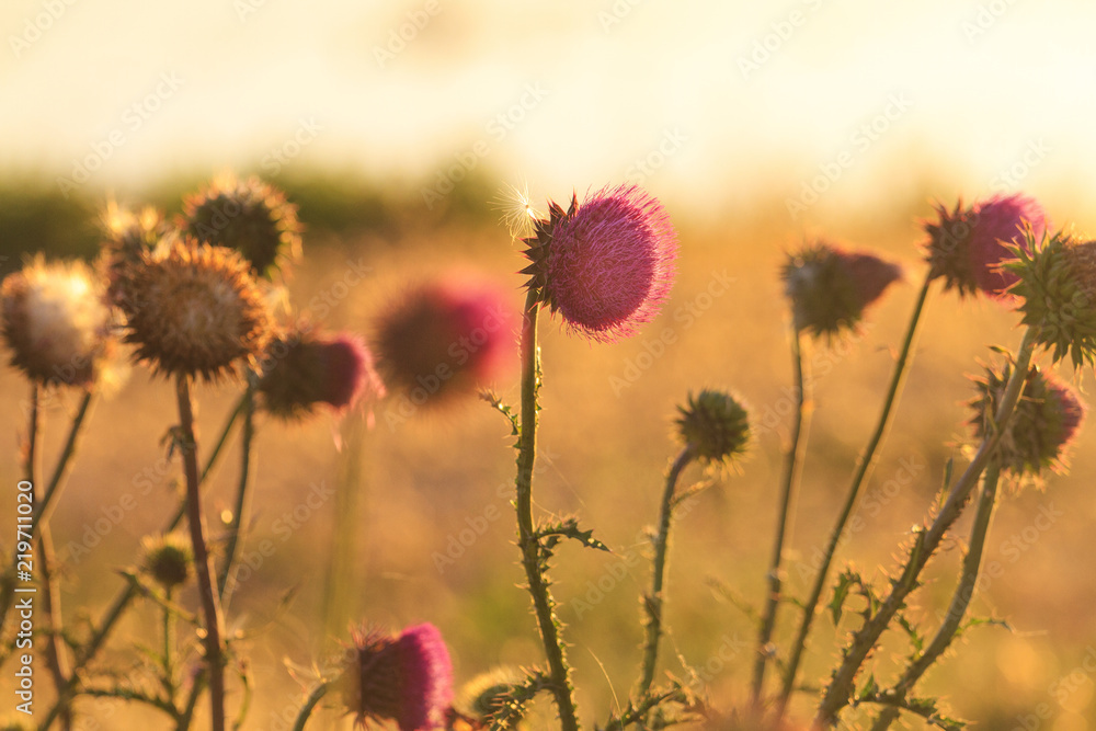 Carduus flower with fluff at sunset