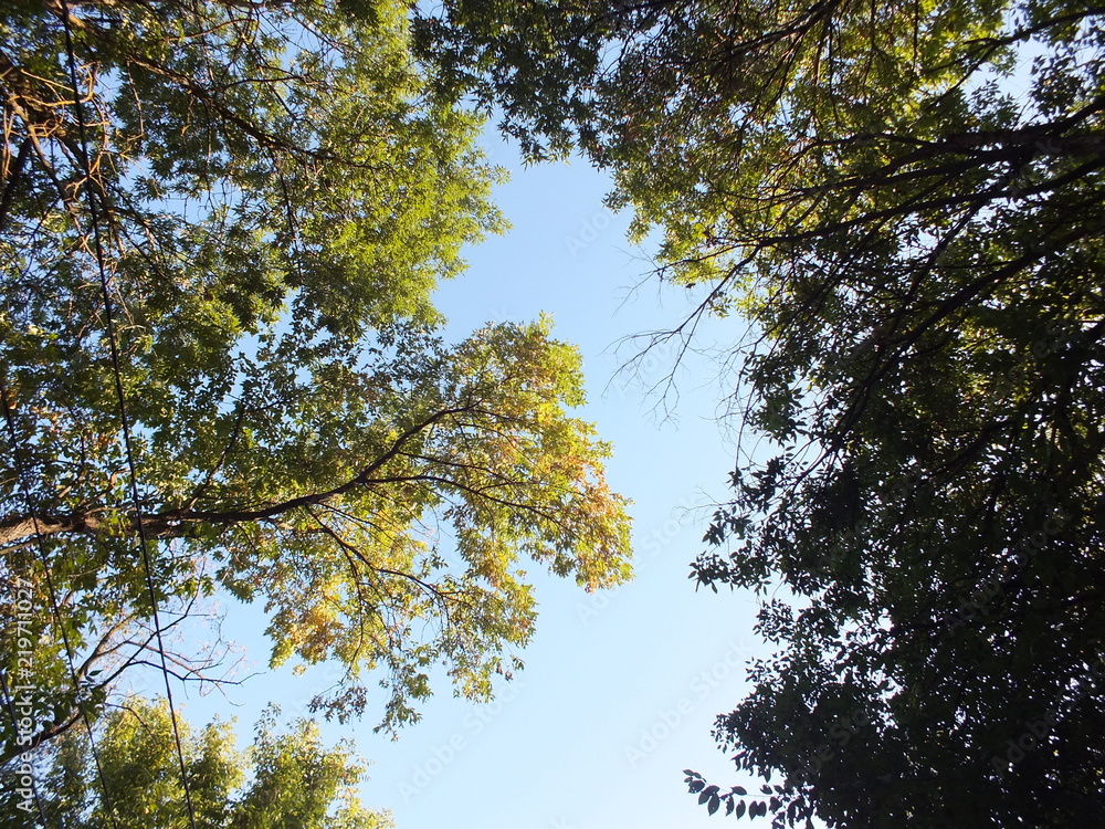 сrown of trees сrown of trees
