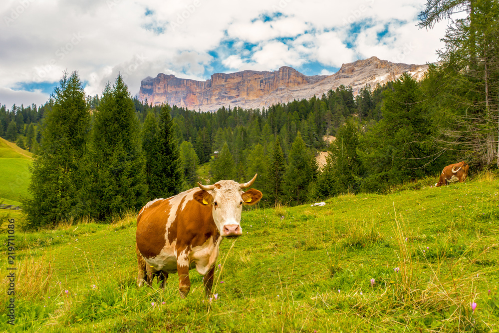 Brown and white cow standing and staring on a meadow with green forest, high sharp mountains and cloudy blue sky in the background