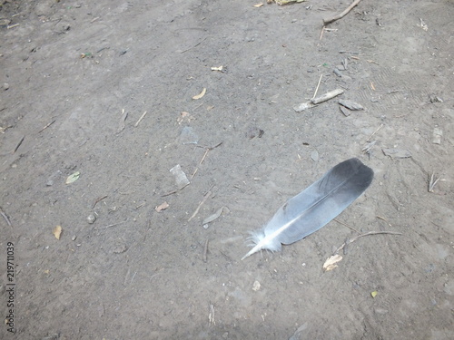 Slika na platnu 28/5000 pero na zemle Golubinoye pero feather on the ground
