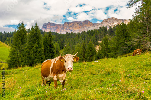 Brown and white cow standing and staring on a meadow with green forest  high sharp mountains and cloudy blue sky in the background