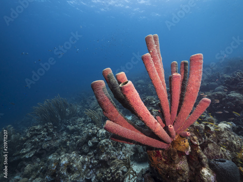 Seascape of coral reef / Caribbean Sea / Curacao with big tube sponge, various hard and soft corals, sponges and sea fan
