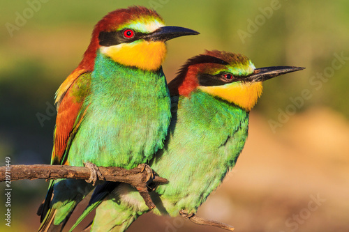 couple of beautiful birds sits at the edge of the branch