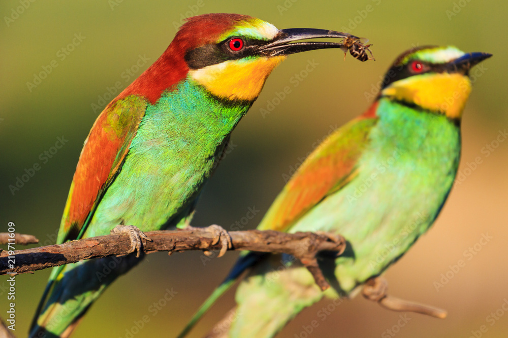 exotic birds during courtship ritual