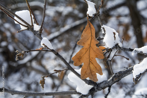 fall leaf hanging on to tree after winter storm in utah mountains