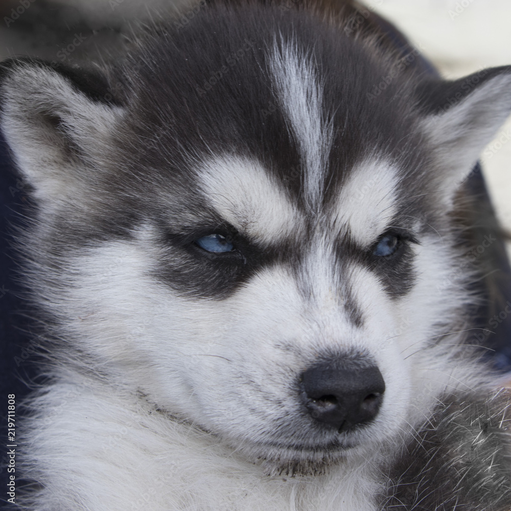 Obraz premium Cachorro Husky