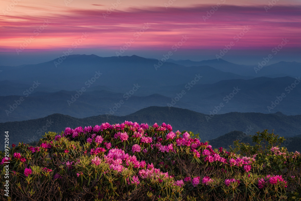 Twilight over Catawba Rhododendron in the Appalachian Mountains of Tennessee