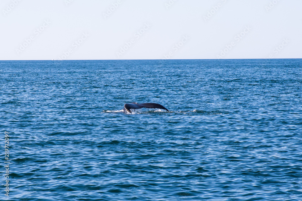 Fototapeta premium Whale watching