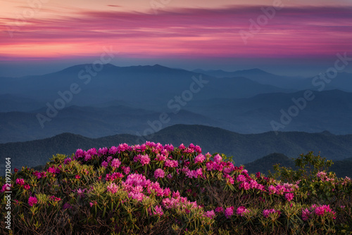 Twilight over Catawba Rhododendron in the Appalachian Mountains of Tennessee