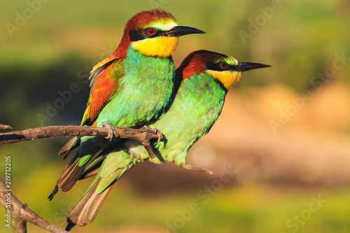 pair of beautiful birds sitting on the edge of branch