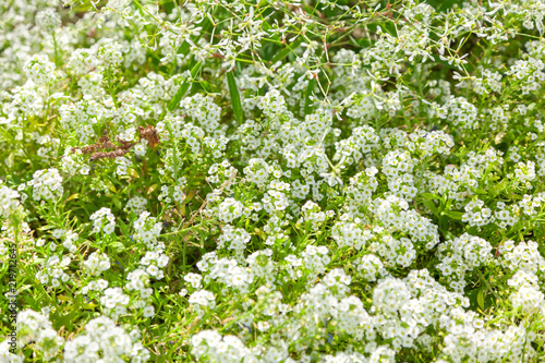 Lobularia maritima