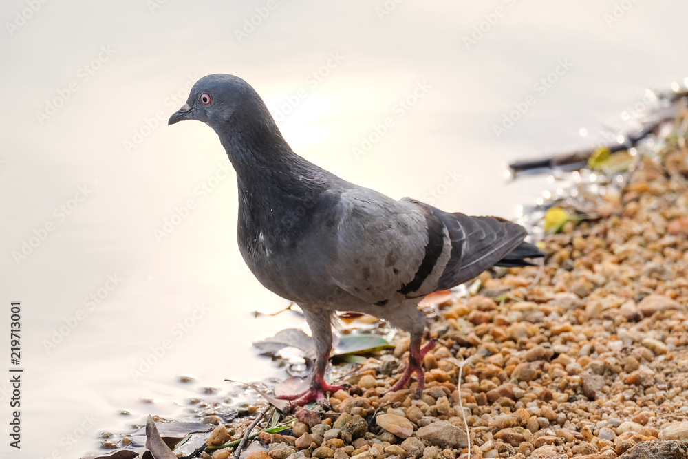 Fototapeta premium Spotted Dove Spilopelia chinensis bird