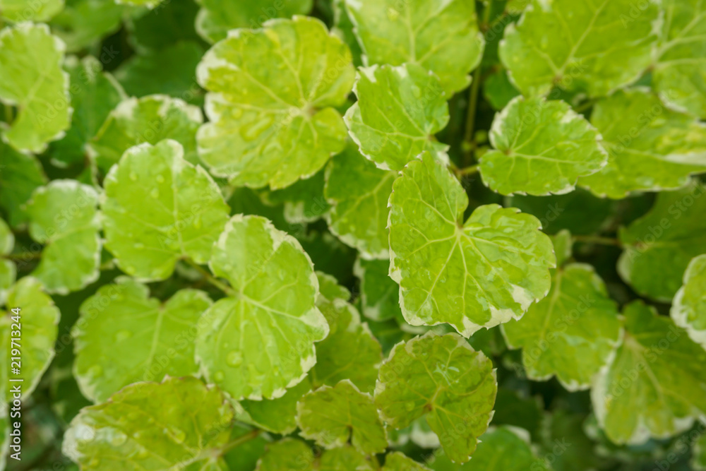 Green Leaf pattern Green Leaf pattern