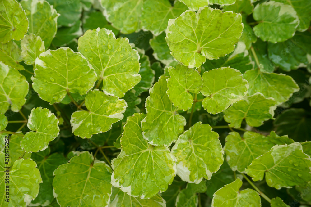 Green Leaf pattern Green Leaf pattern