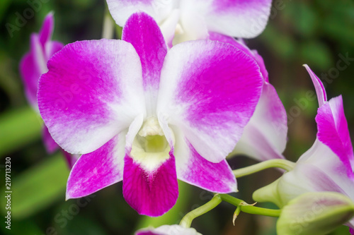 Close up white purple Orchid