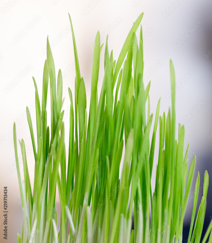 Fototapeta premium cultivation of wheat and roots of macro