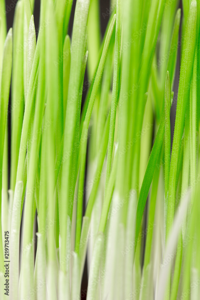 cultivation of wheat and roots of macro cultivation of wheat and roots of macro