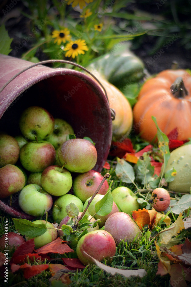 Apple harvest bucket spilled over