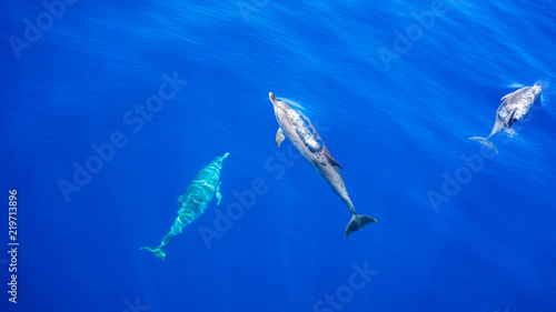 3 Dolphins simming above and below one another in blue water. Dolphins. Blue Water. © Zeed Media