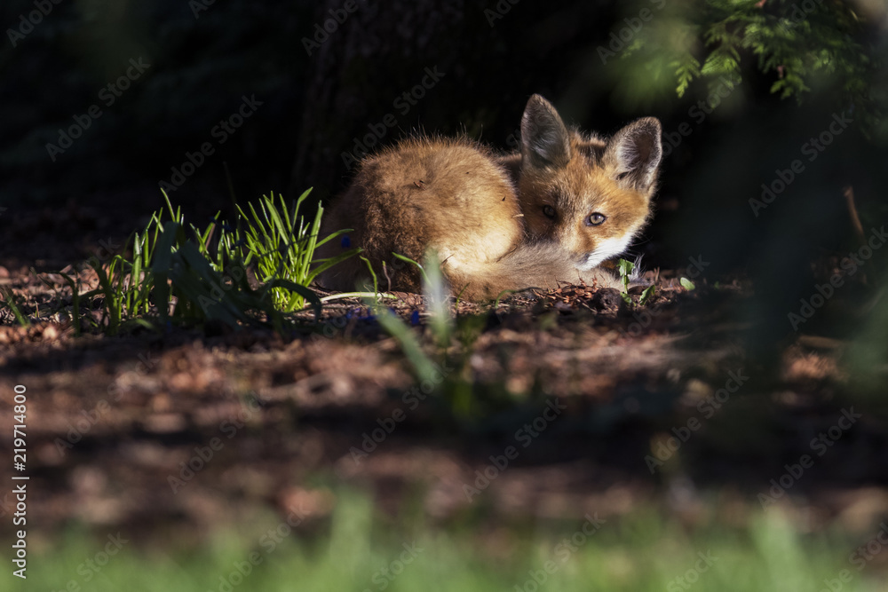 red fox kits in spring red fox kits in spring