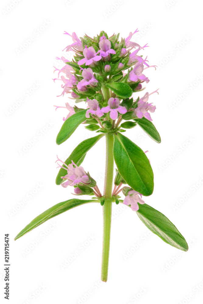 flowering twig thyme spice isolated on white background flowering twig thyme spice isolated on white background