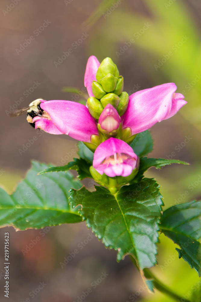 Fototapeta premium Flower