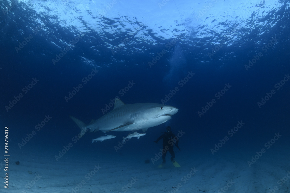 Fototapeta premium Tiger Shark Swimming underwater in Atlantic Ocean Bahamas