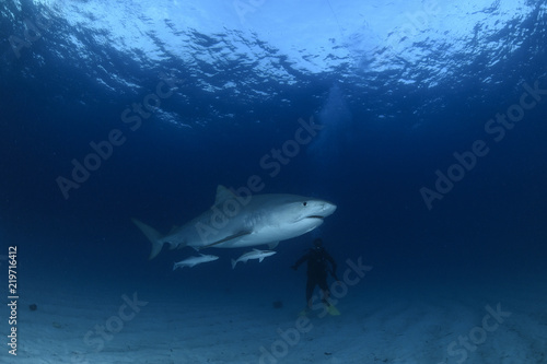 Tiger Shark Swimming underwater in Atlantic Ocean Bahamas