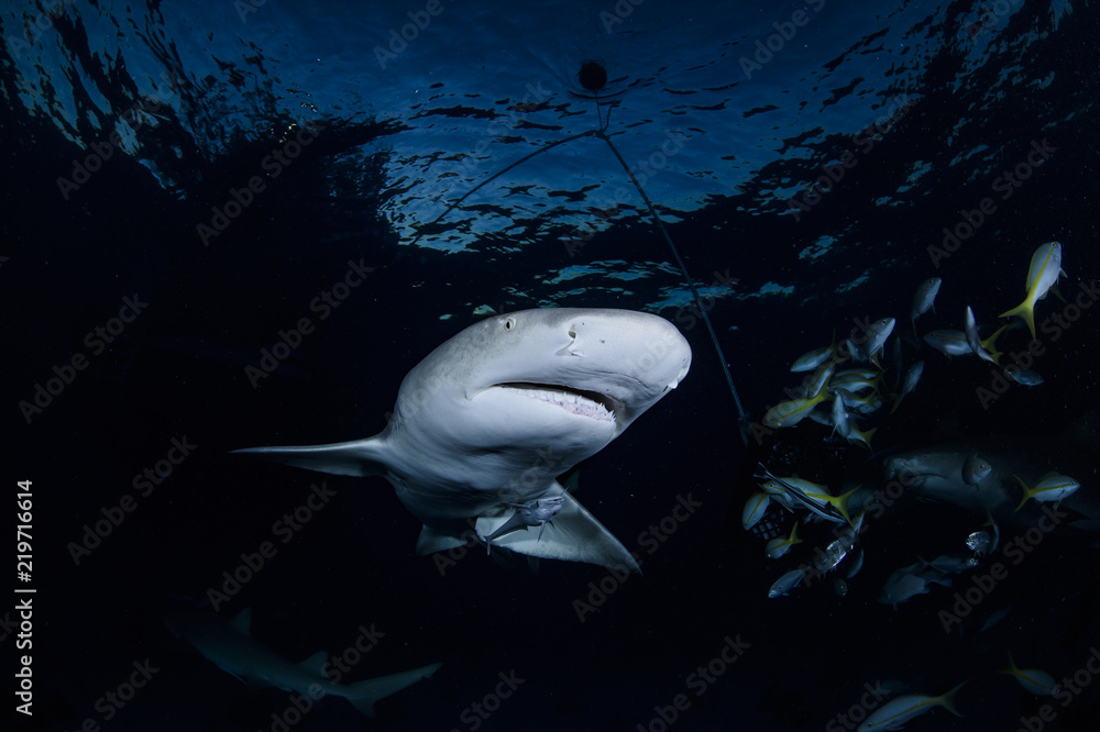 Lemon Shark Swimming underwater in Atlantic Ocean Bahamas Stock Photo