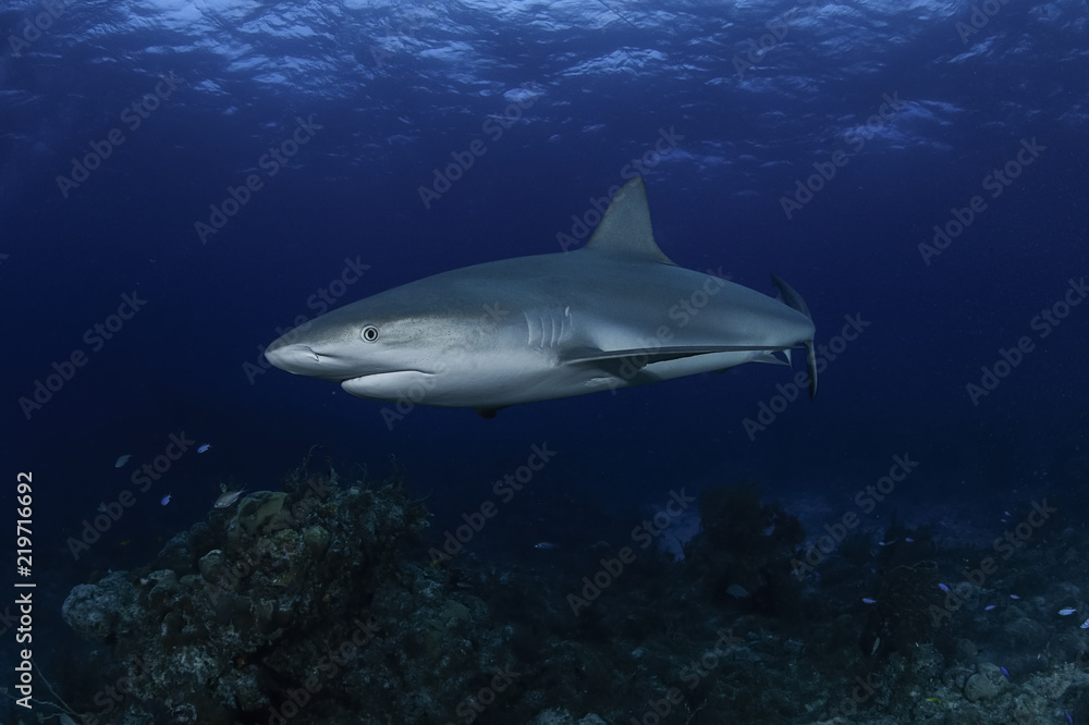 Fototapeta premium Caribbean Reef Shark Swimming underwater in Atlantic Ocean Bahamas