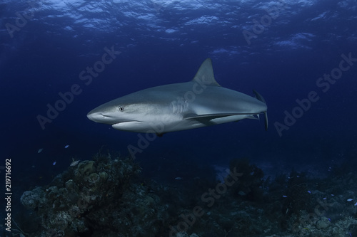 Caribbean Reef Shark Swimming underwater in Atlantic Ocean Bahamas
