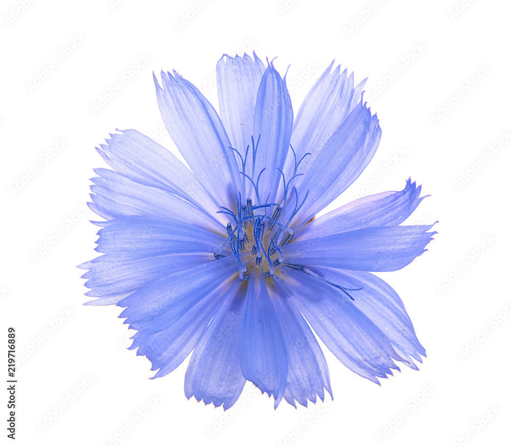 Chicory flower isolated on white background macro without a shadow