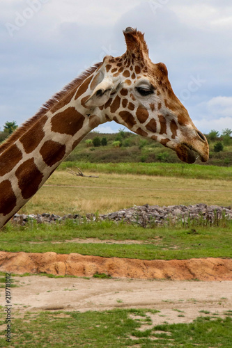 Giraffe on a Sunny Day