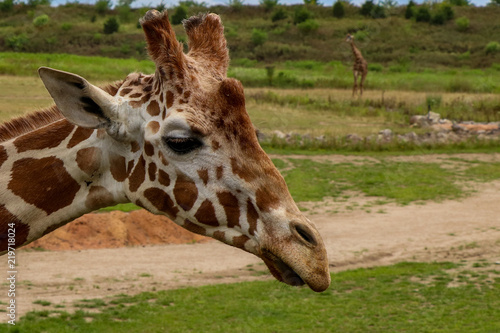 Photography Giraffe on a Sunny Day