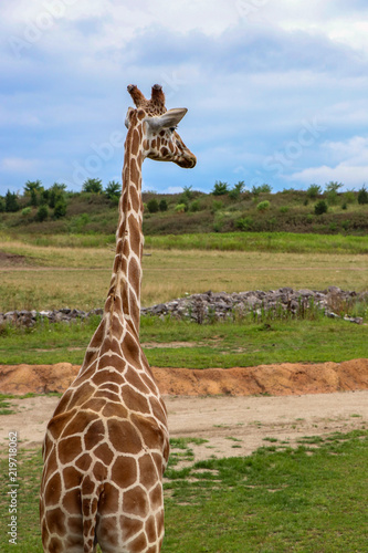 Canvas Print Giraffe on a Sunny Day