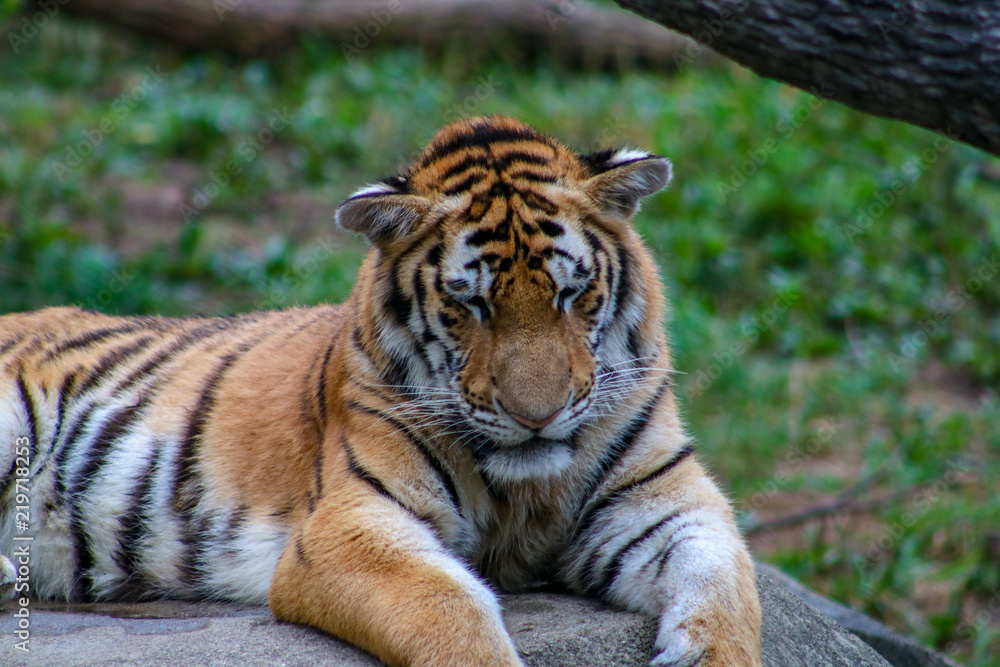 Fototapeta premium Tiger in Sunny Grass