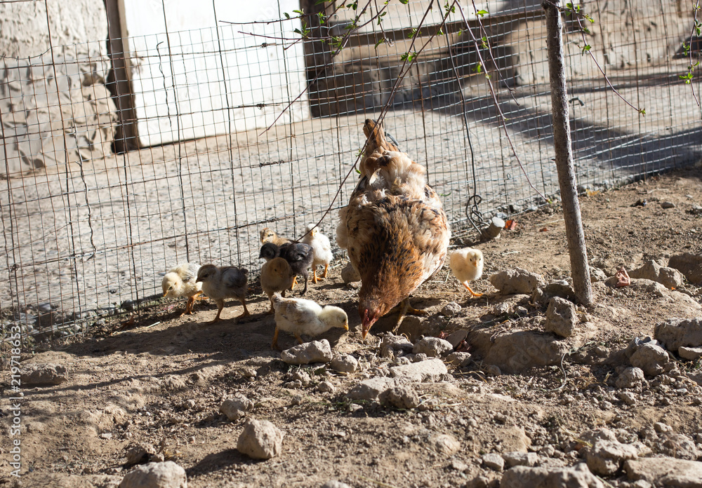 Fototapeta premium chicken with cub in the cage