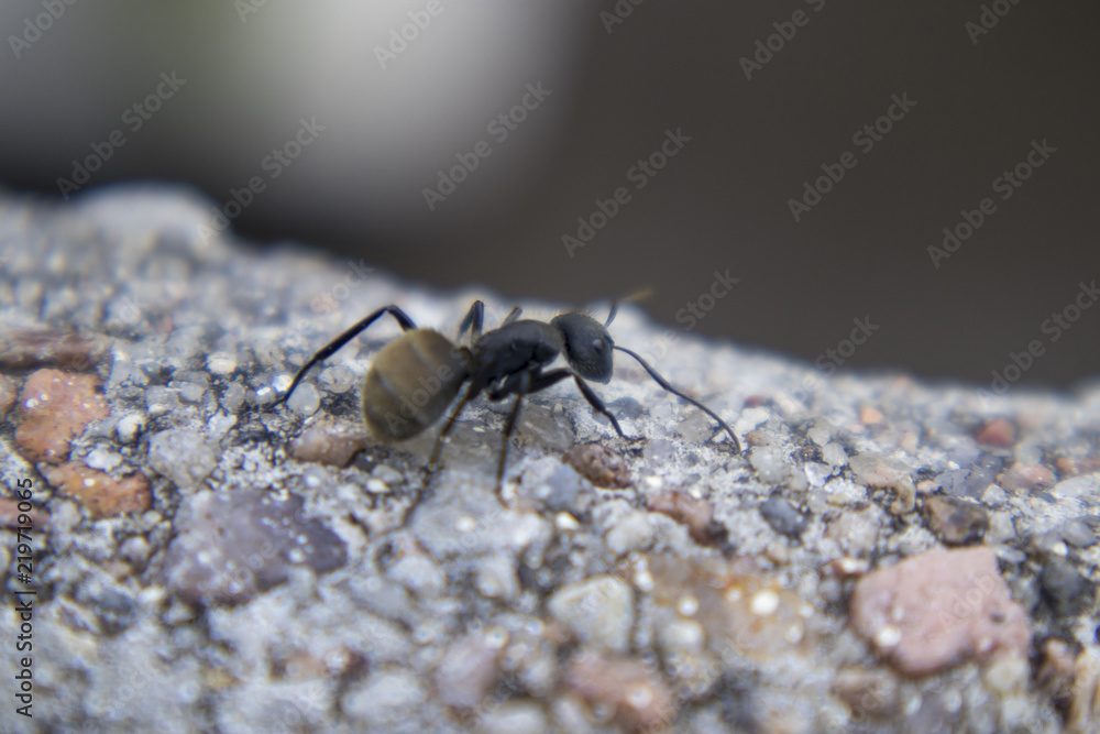 A solitary scout ant, walking on concrete A solitary scout ant, walking on concrete