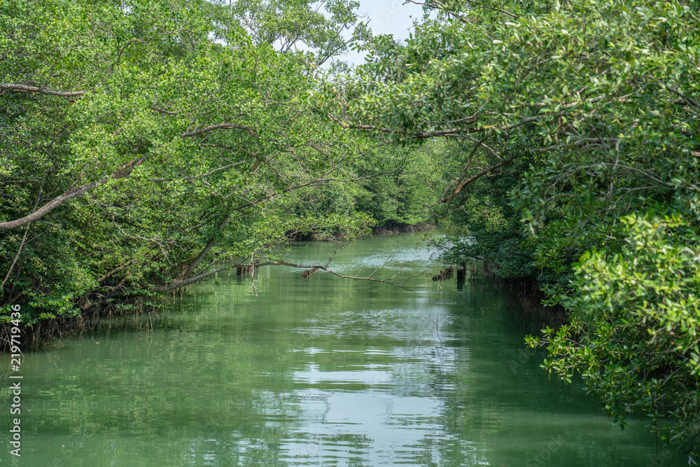 dense vegetation over the River dense vegetation over the River