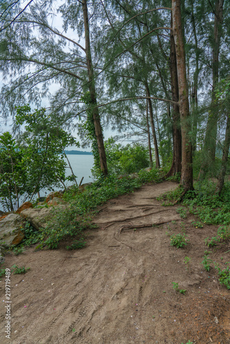 Jungle trail near the water