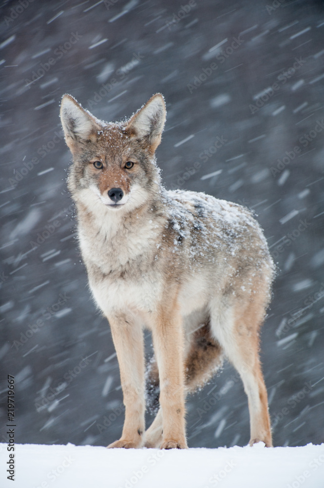 Coyote in snowstorm Coyote in snowstorm