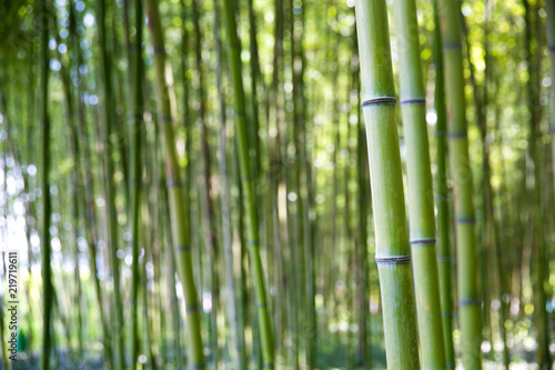 Fototapeta Naklejka Na Ścianę i Meble -  Bamboo forests in Jinju, Korea.