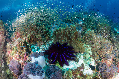 Crown of Thorns Starfish digesting a damaged tropical coral reef