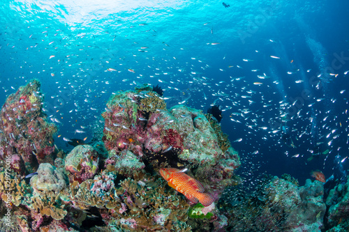 A colorful Coral Grouper swimming along a tropical reef