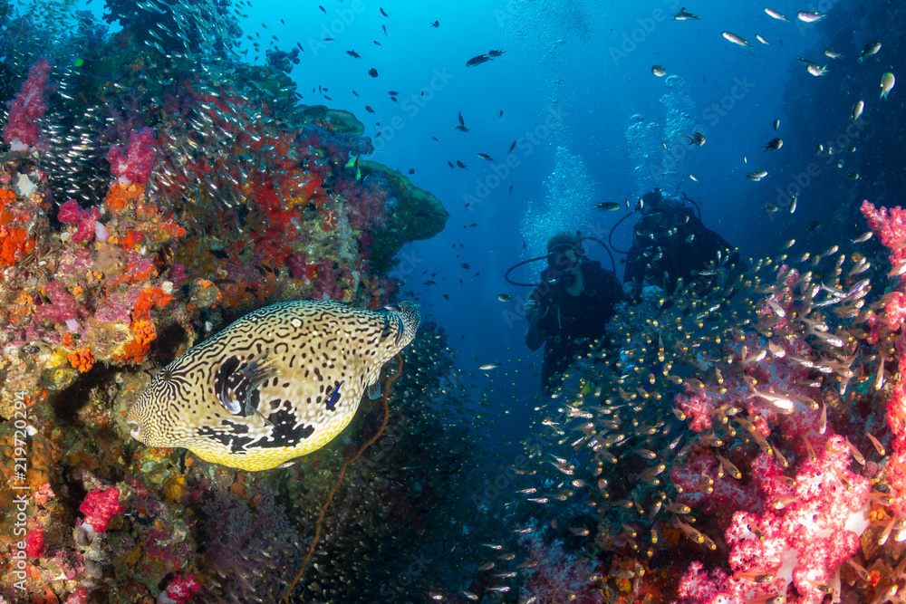Fototapeta premium Pufferfish on a colorful tropical coral reef