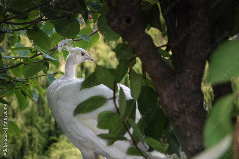 Obraz premium White Peacock in a Tree