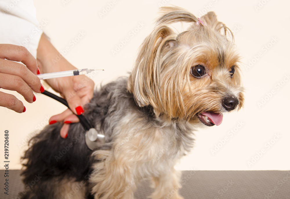 Cute Yorkshire receiving vaccine 
