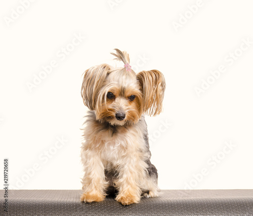 Studio shot of cute Yorkshire terrier , sitting on table 